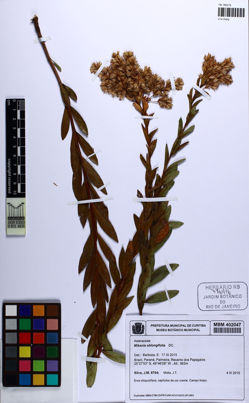 Mikania oblongifolia photo 5