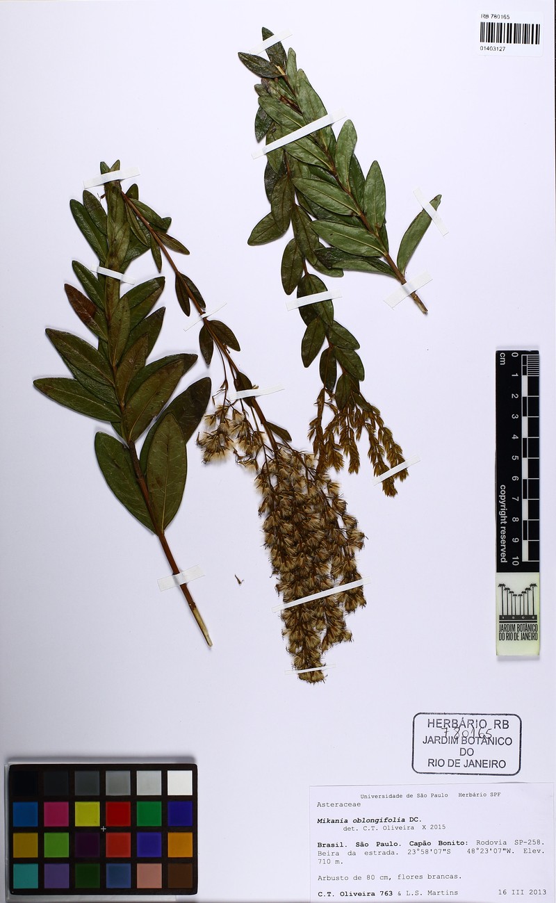 Mikania oblongifolia photo 6