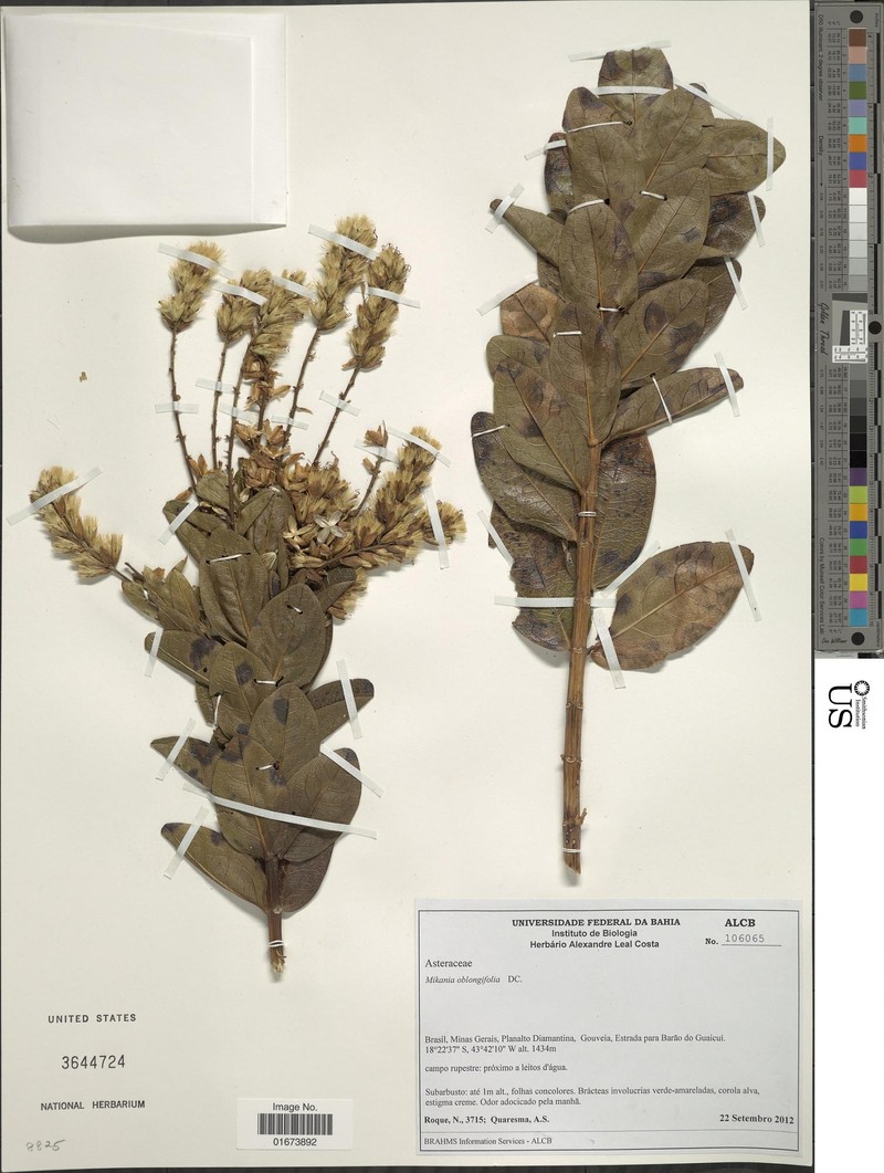 Mikania oblongifolia photo 7