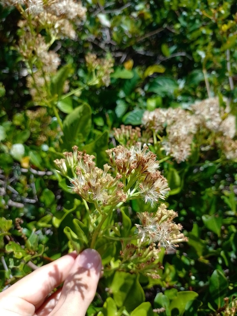 Mikania obovata photo 2