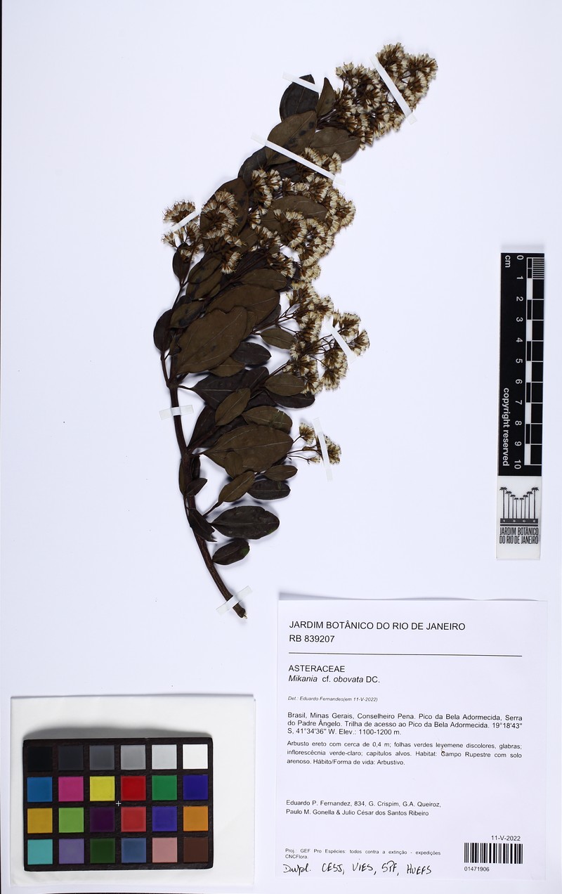 Mikania obovata photo 3