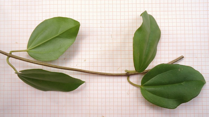 Mikania obovata