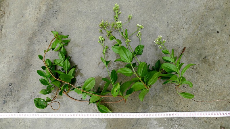 Mikania obovata photo 4
