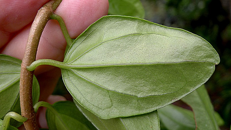 Mikania obovata photo 5