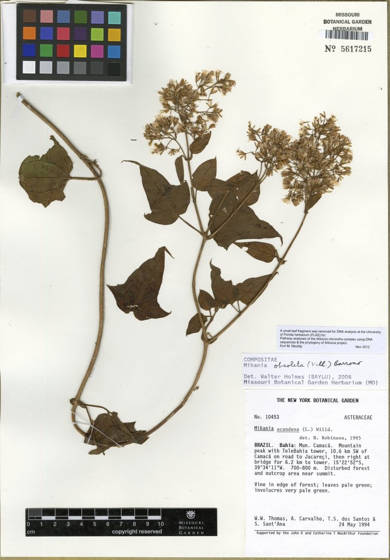 Mikania obsoleta