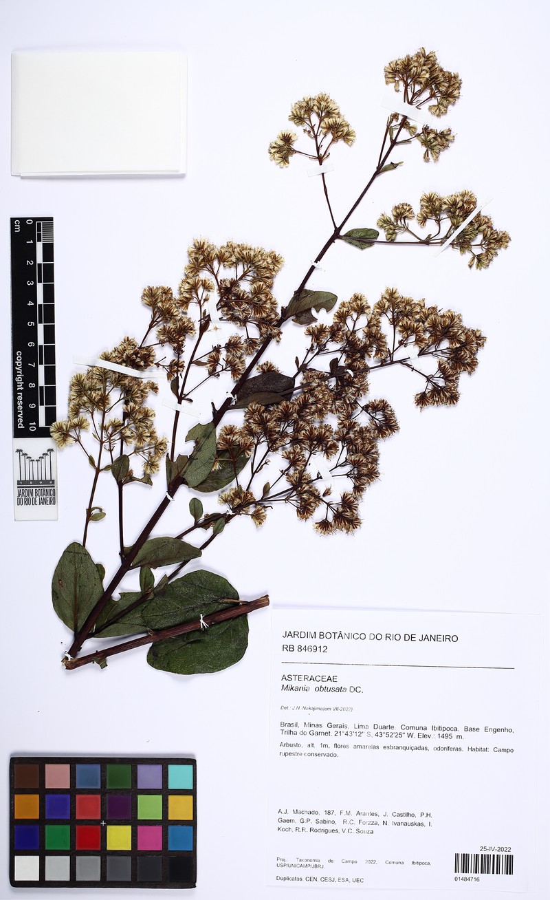 Mikania obtusata