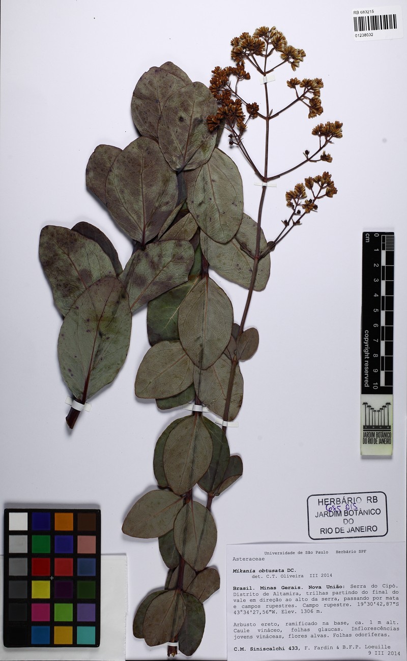 Mikania obtusata photo 2