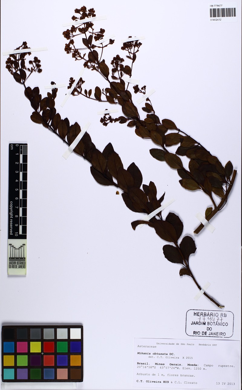 Mikania obtusata photo 3