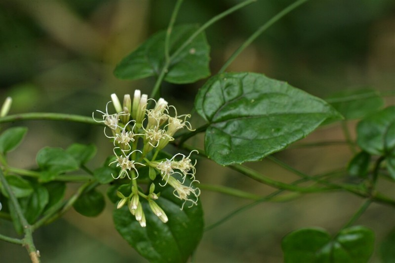 Fragrant Hempvine