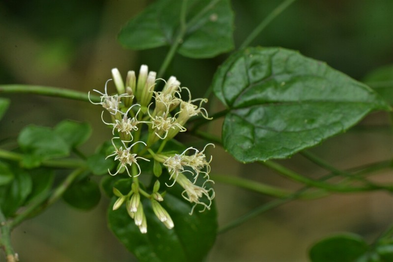 Fragrant Hempvine photo 4