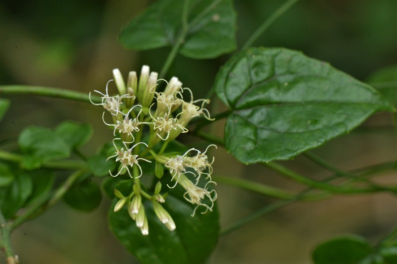 Fragrant Hempvine photo 6