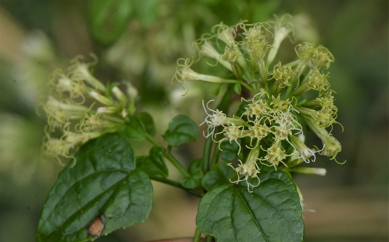 Fragrant Hempvine photo 7