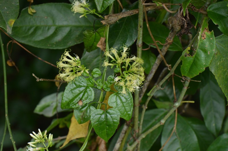 Fragrant Hempvine photo 8