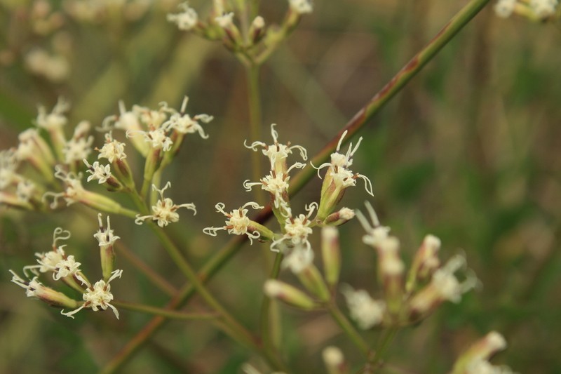 Mikania officinalis