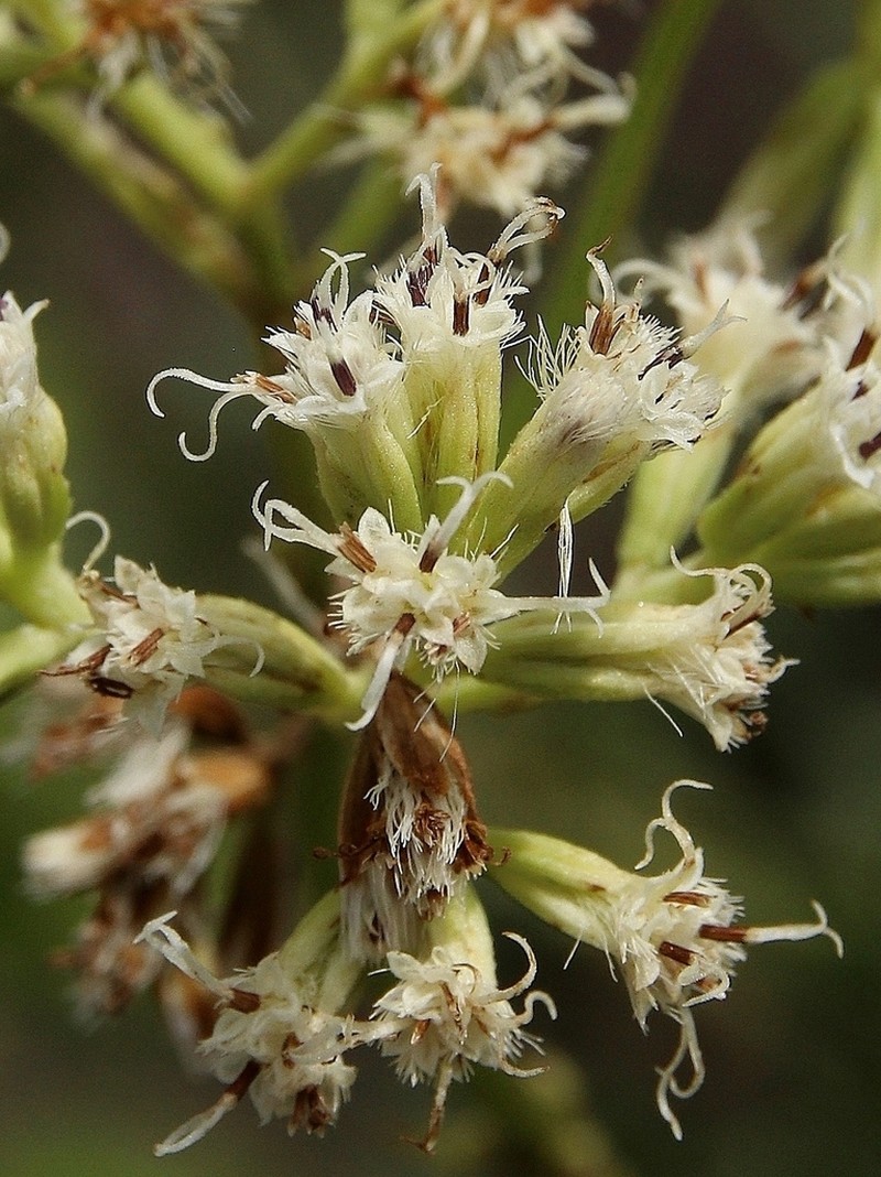Mikania officinalis photo 2