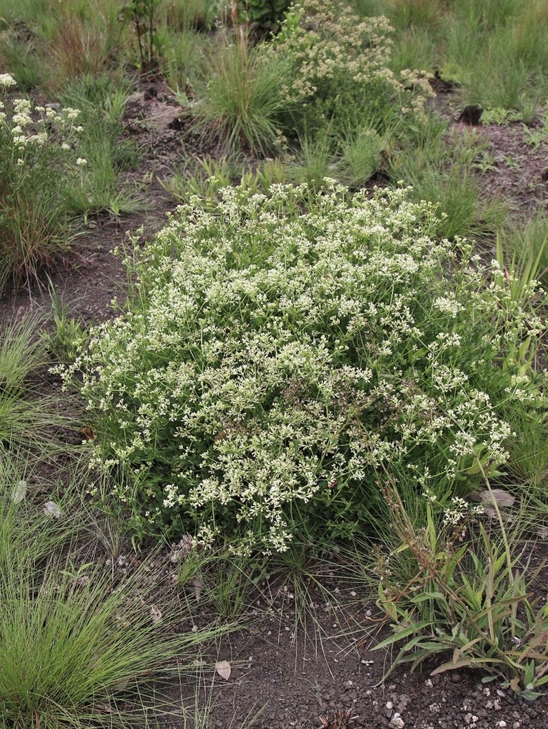 Mikania officinalis photo 3