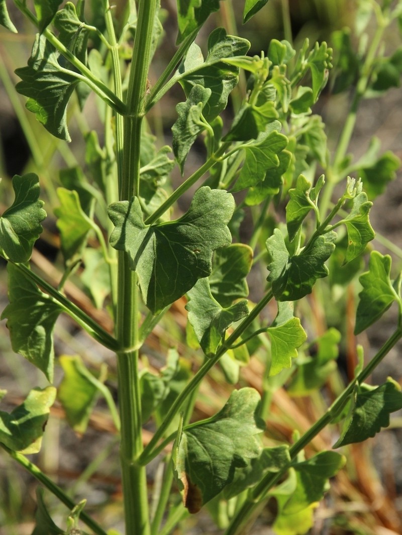 Mikania officinalis photo 4