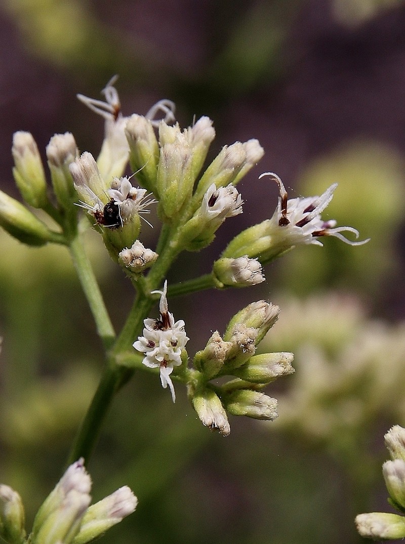 Mikania officinalis photo 5