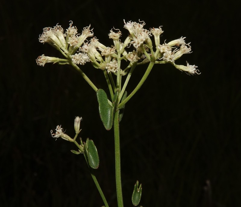 Mikania officinalis photo 6