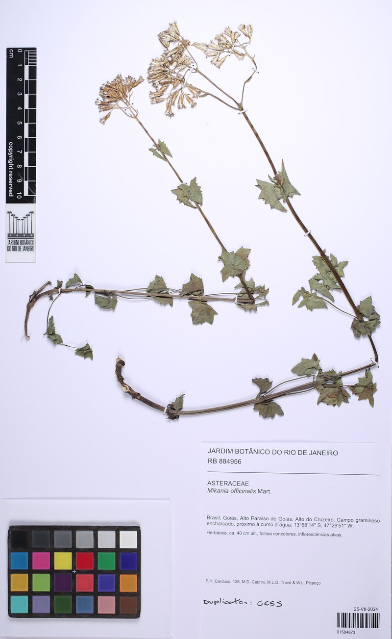 Mikania officinalis photo 7