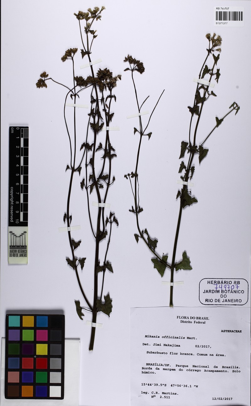 Mikania officinalis photo 8