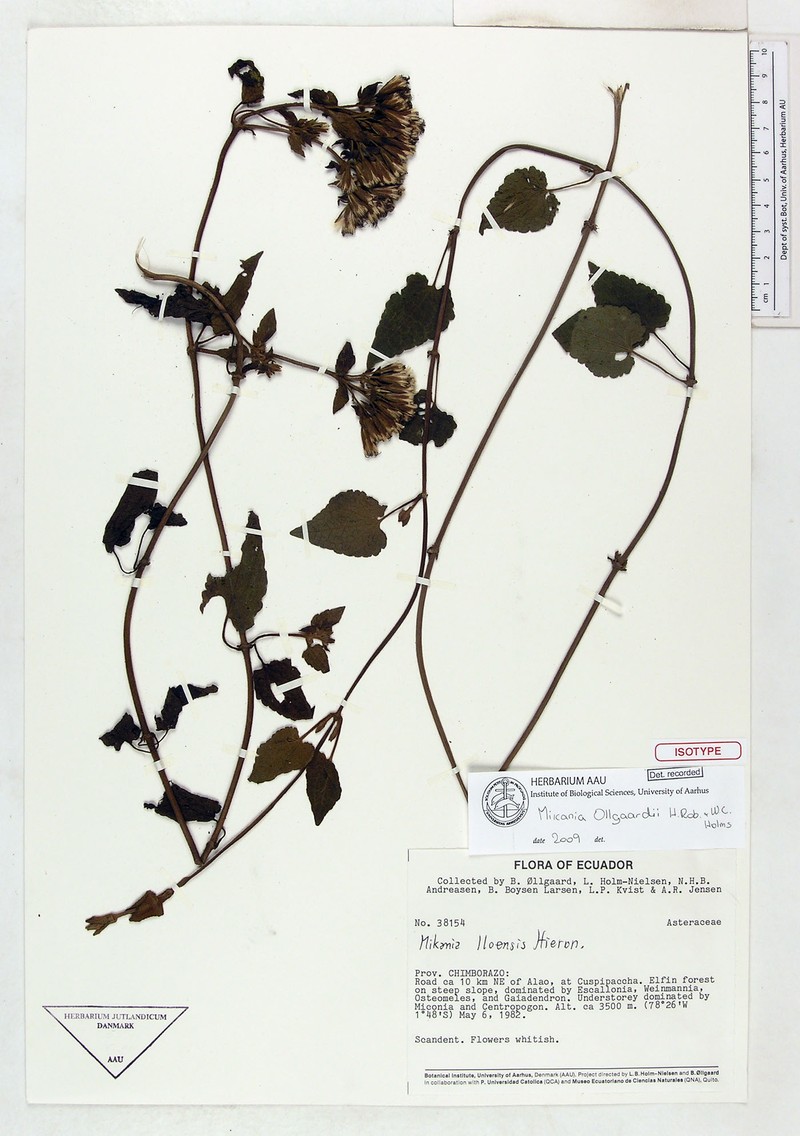 Mikania ollgaardii