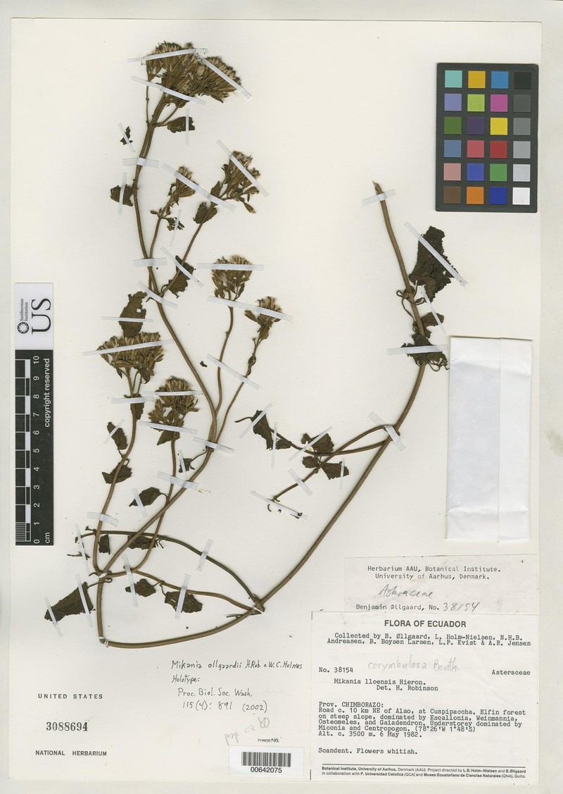 Mikania ollgaardii photo 2