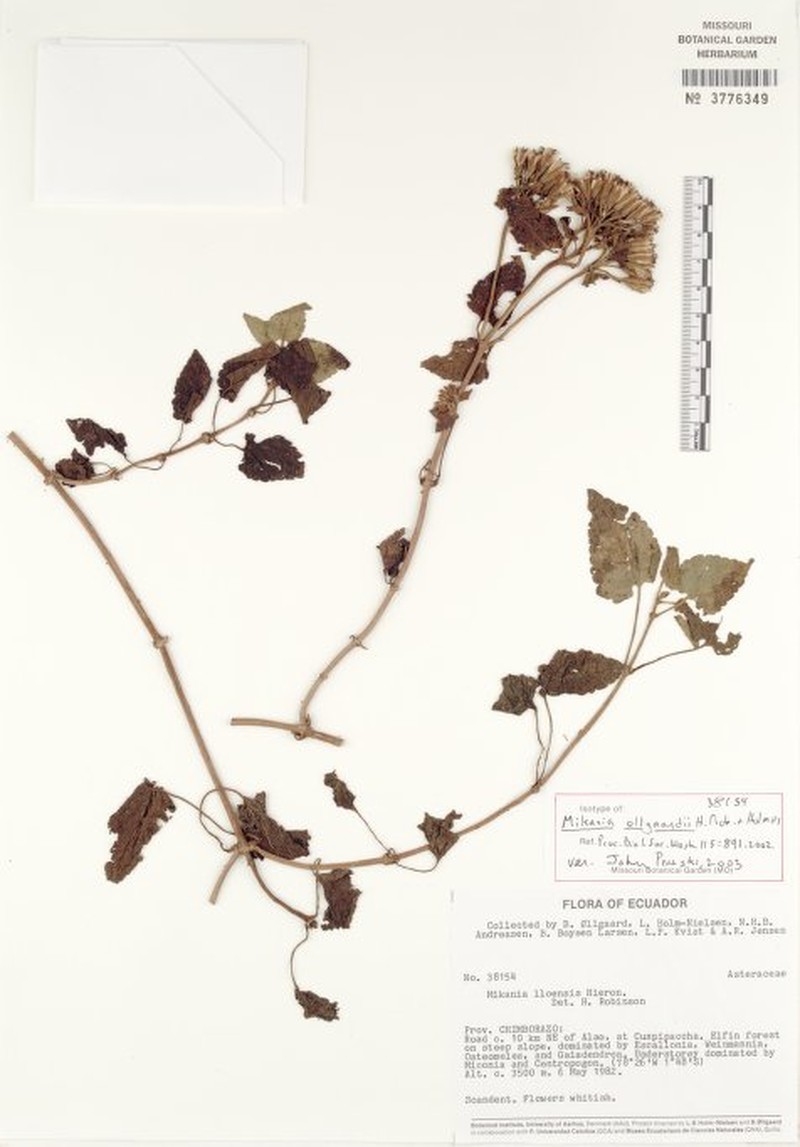 Mikania ollgaardii photo 3