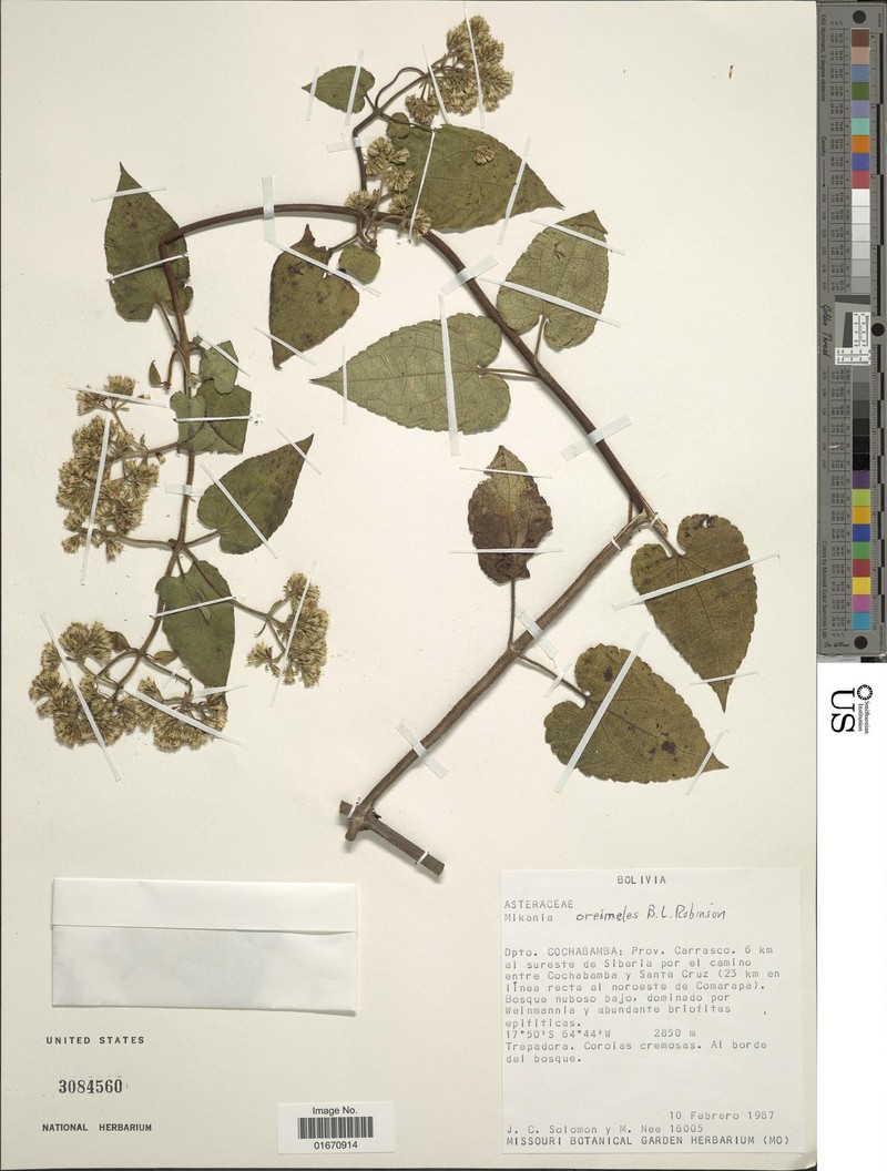 Mikania oreimeles