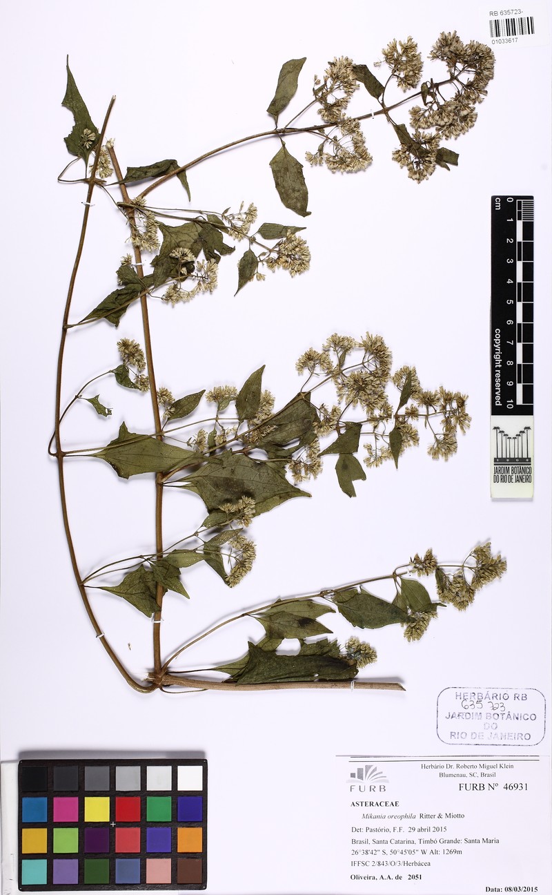 Mikania oreophila