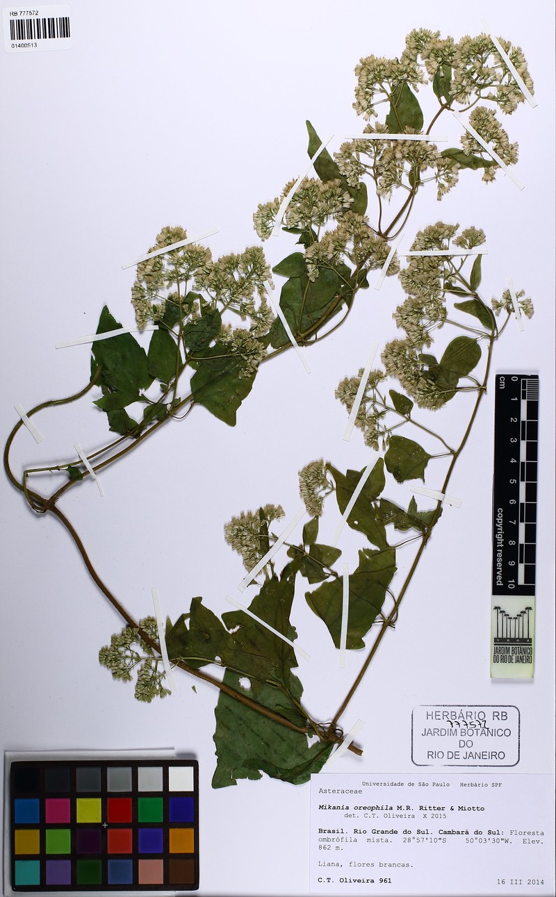 Mikania oreophila photo 2