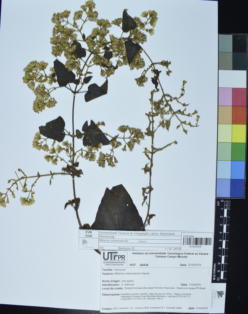 Mikania orleansensis