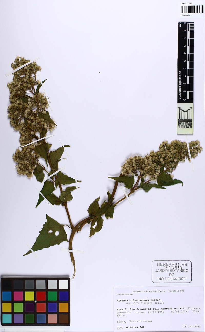 Mikania orleansensis photo 2