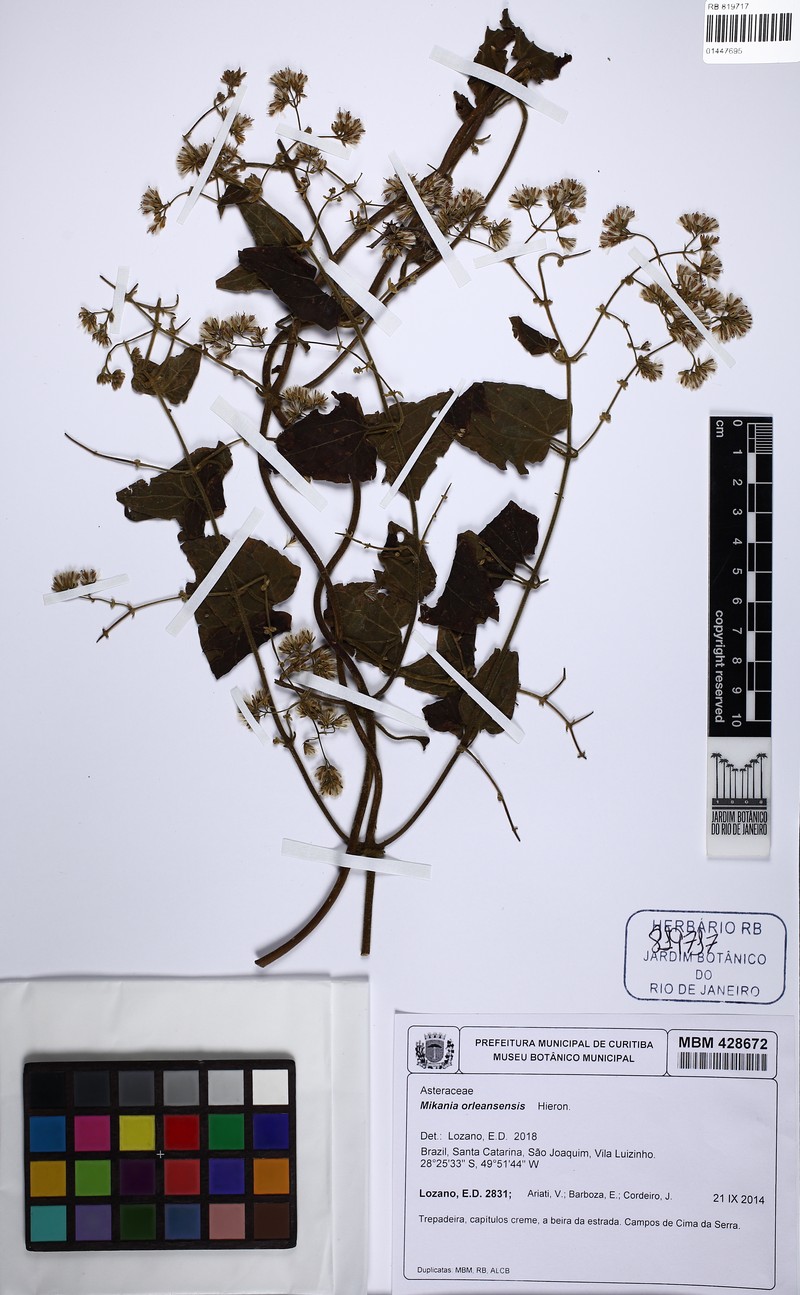 Mikania orleansensis photo 4