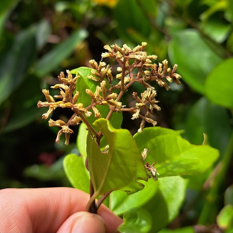 Mikania ovalis