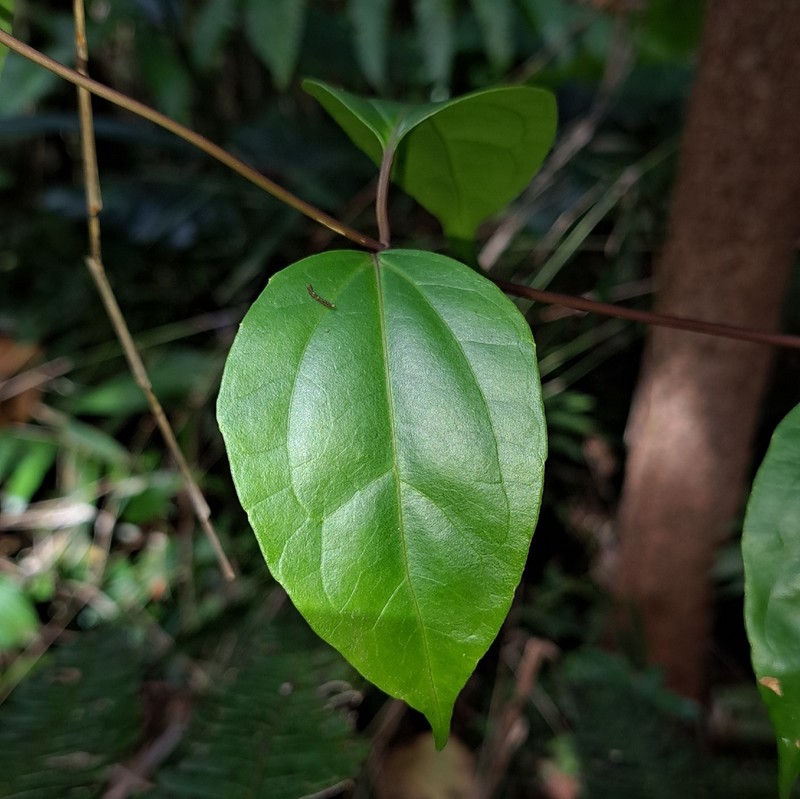 Mikania ovalis photo 3