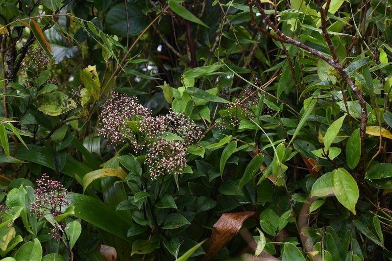 Mikania ovalis photo 4