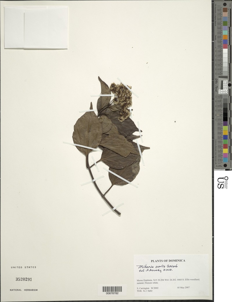 Mikania ovalis photo 5