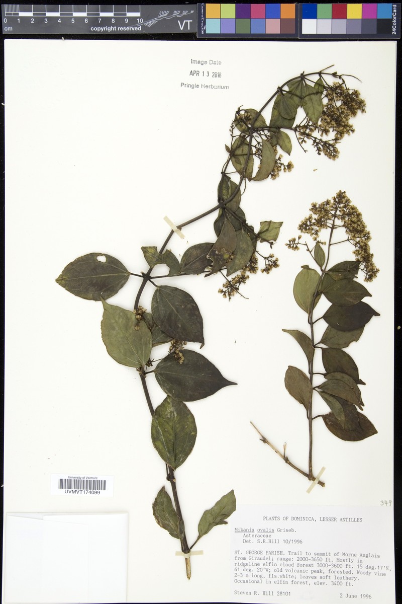Mikania ovalis photo 6