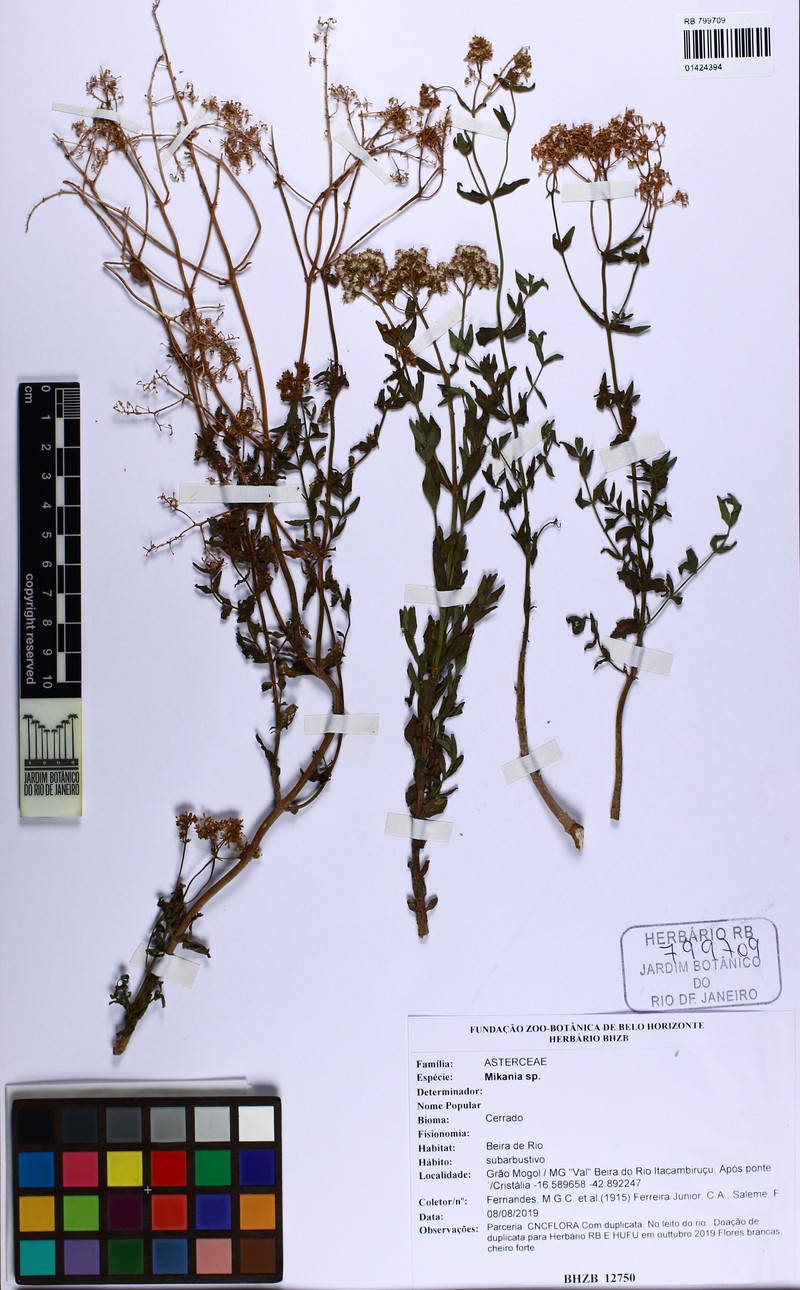 Mikania pachychaeta