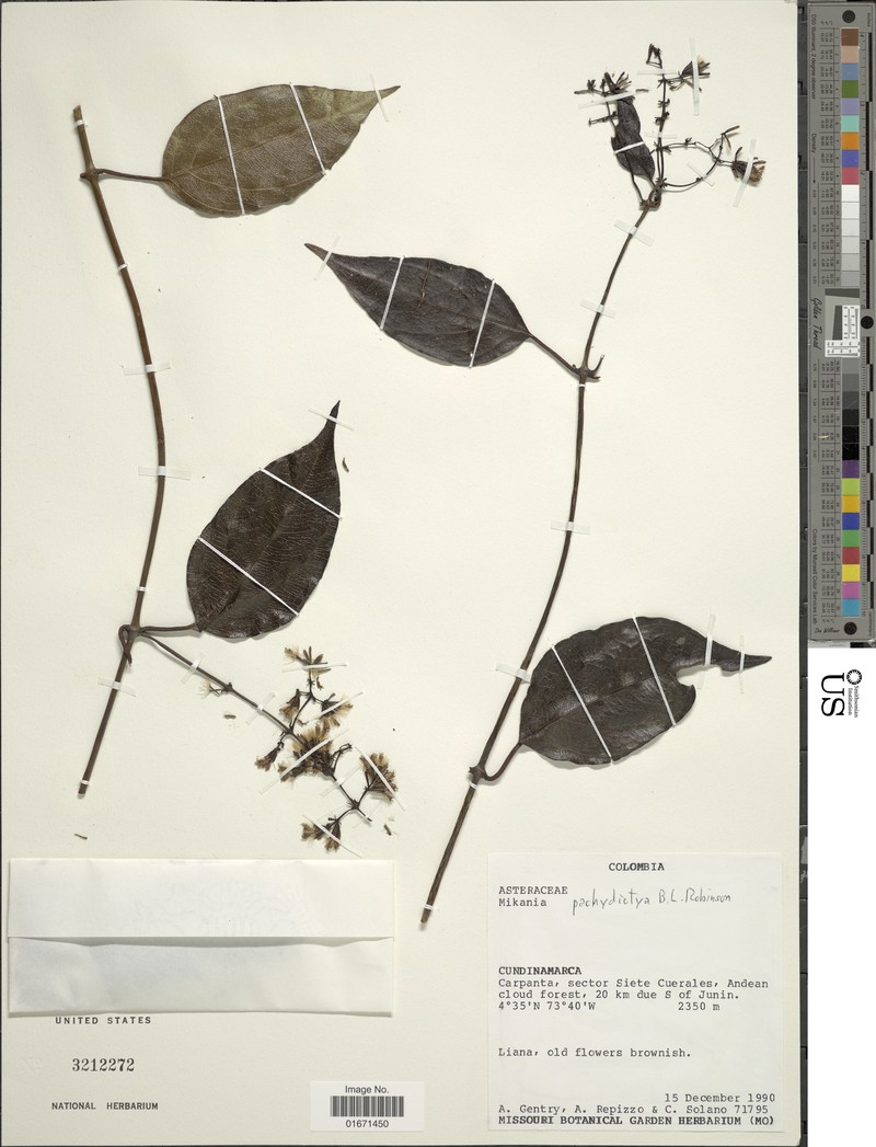 Mikania pachydictya