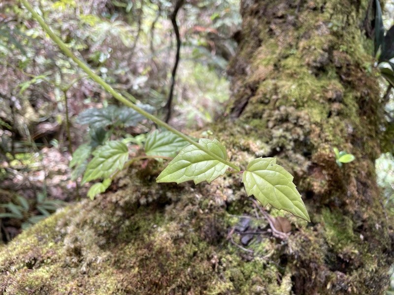 Luquillo Mountain Hempvine