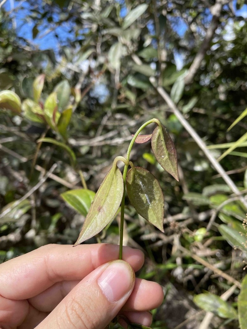 Luquillo Mountain Hempvine photo 2