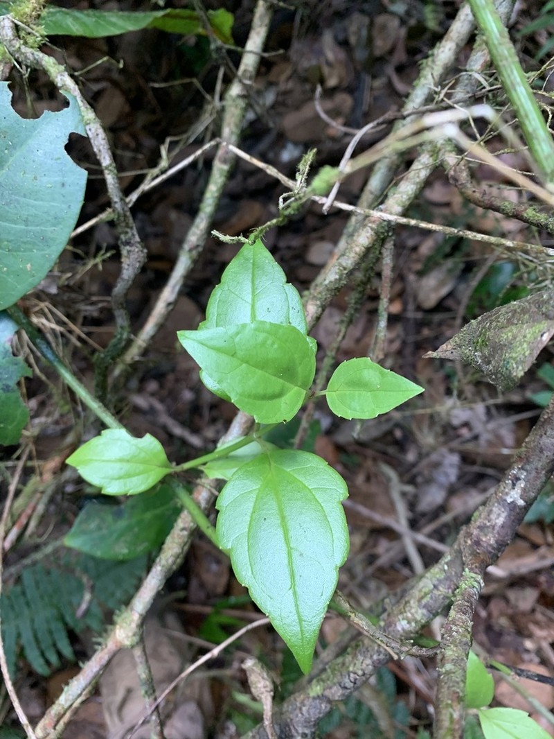 Luquillo Mountain Hempvine photo 3