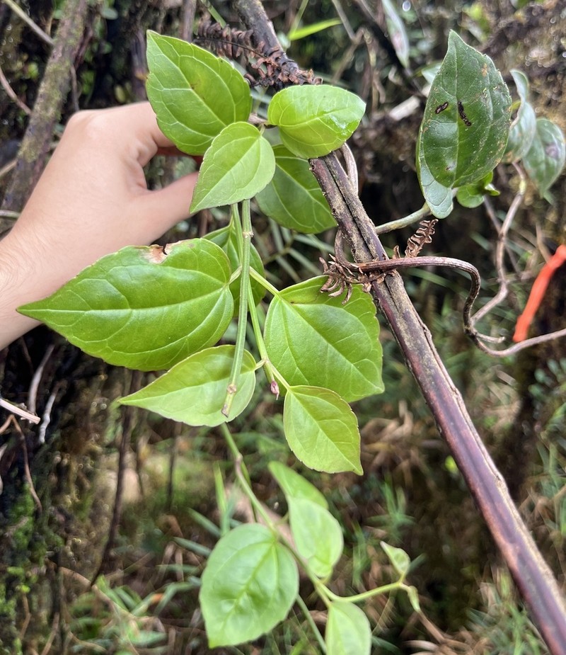 Luquillo Mountain Hempvine photo 4