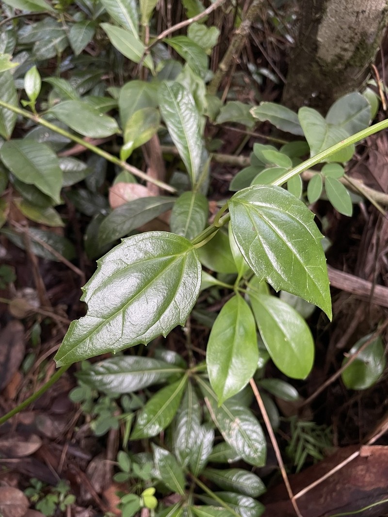 Luquillo Mountain Hempvine photo 5