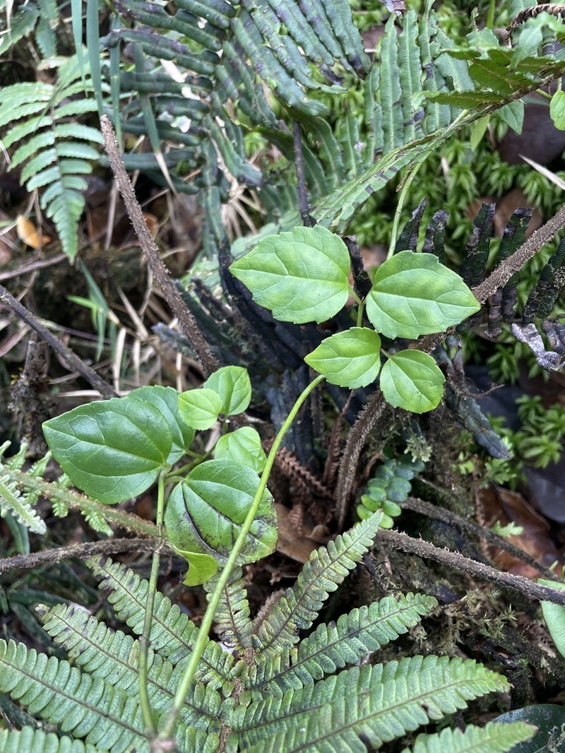Luquillo Mountain Hempvine photo 6