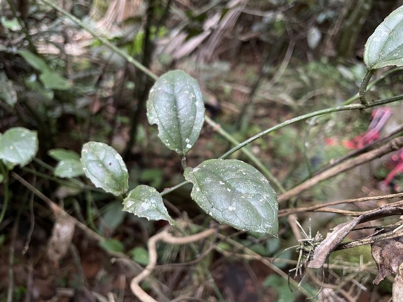 Luquillo Mountain Hempvine photo 7