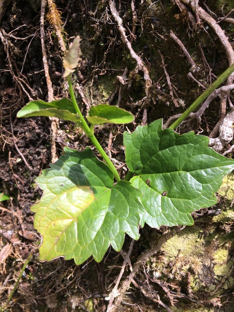 Luquillo Mountain Hempvine photo 8
