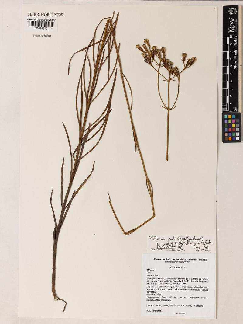 Mikania palustris